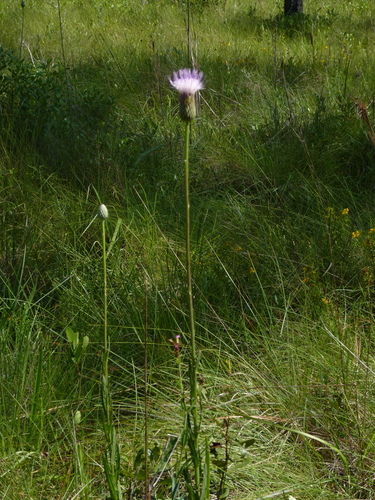 Cirsium lecontei