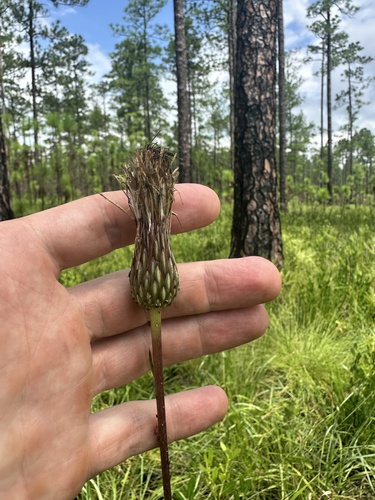 Cirsium lecontei — photo