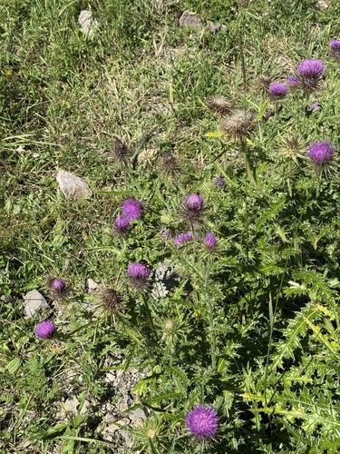 Cirsium leo — photo