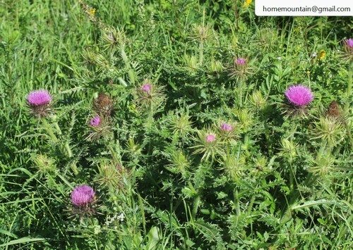 Cirsium leo