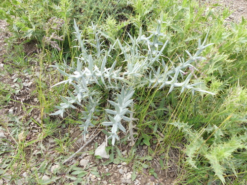Cirsium leucocephalum