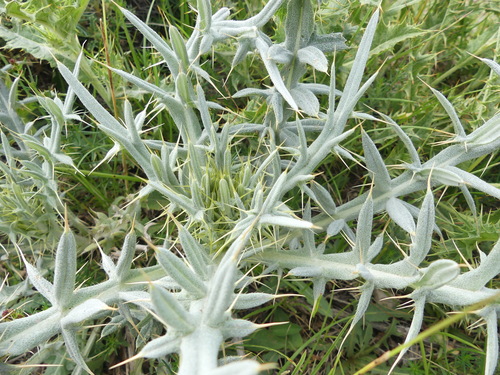 Cirsium leucocephalum subsp. penicillatum — photo