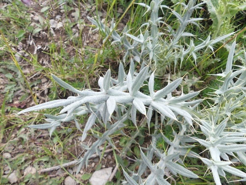 Cirsium leucocephalum subsp. penicillatum — photo