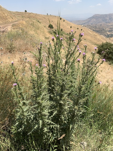 Cirsium libanoticum — photo