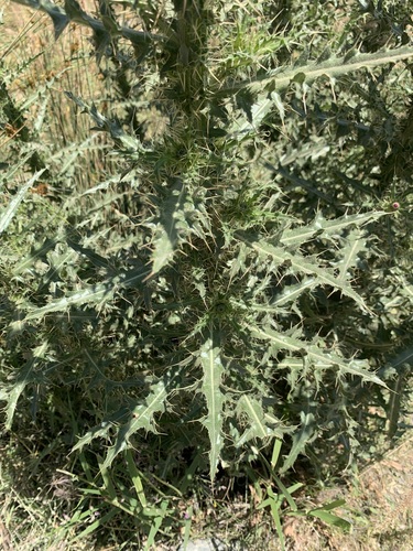 Cirsium libanoticum — photo