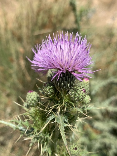 Cirsium libanoticum