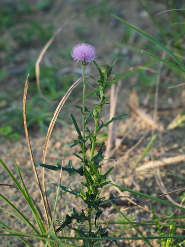 Cirsium lineare — photo