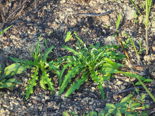 Cirsium lineare — photo