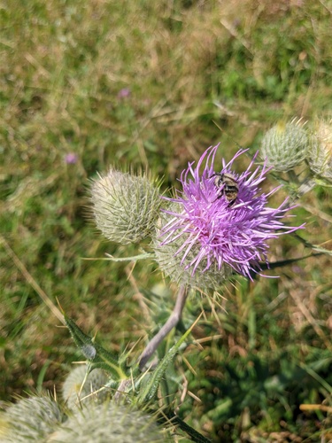 Cirsium lipskyi — photo