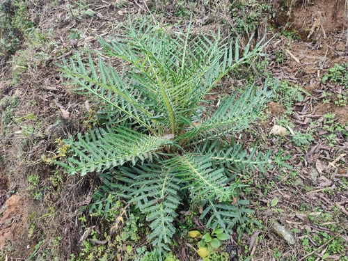 Cirsium lipskyi