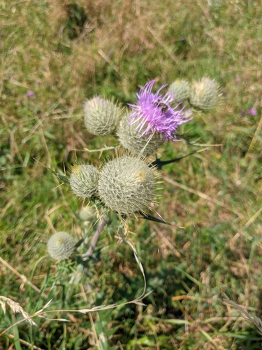 Cirsium lipskyi — photo