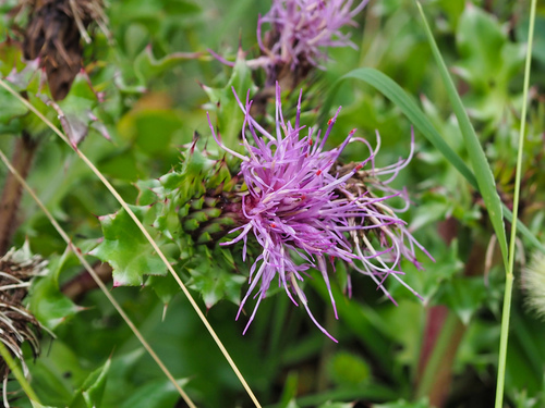Cirsium maritimum (Surf Thistle) — photo