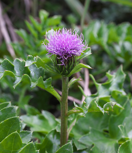 Cirsium maritimum (Surf Thistle) — photo