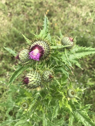 Cirsium mexicanum — photo