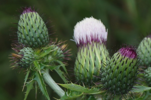 Cirsium mexicanum — photo