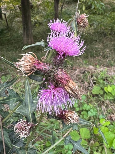 Cirsium nipponicum — photo