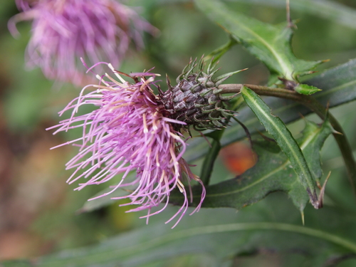 Cirsium nipponicum