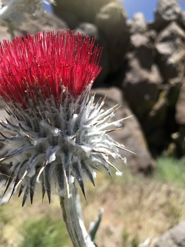 Cirsium occidentale (Cobwebby thistle) — photo