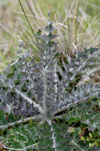 Cirsium occidentale (Cobwebby thistle) — photo