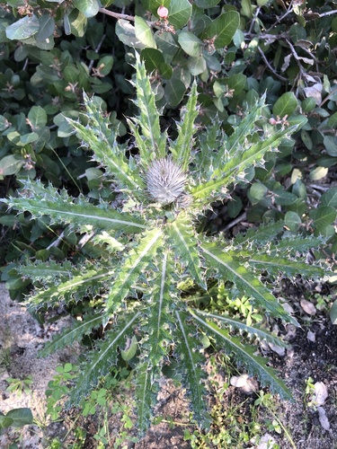Cirsium occidentale