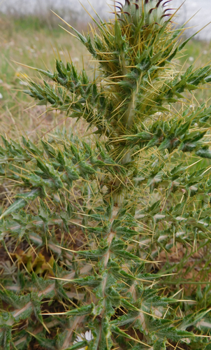 Cirsium ochrocentrum (Yellow spined thistle) — photo