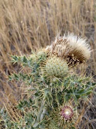 Cirsium ochrocentrum (Yellow spined thistle) — photo