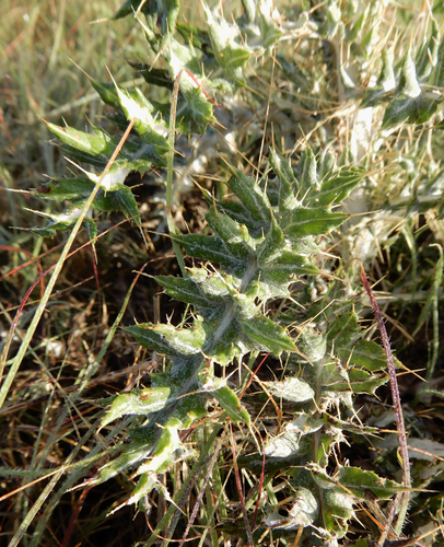 Cirsium ochrocentrum