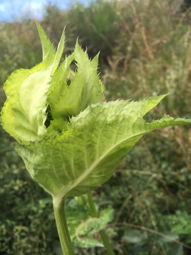 Cirsium oleraceum (Cabbage thistle) — photo