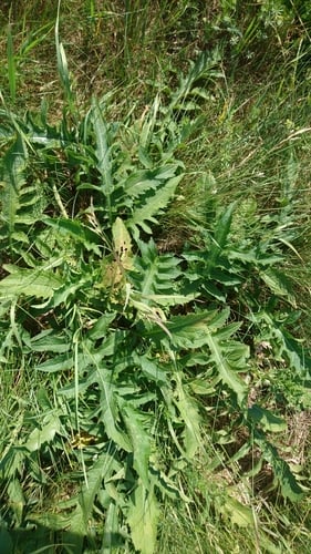 Cirsium oleraceum (Cabbage thistle) — photo