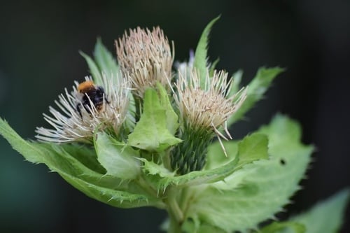 Cirsium oleraceum