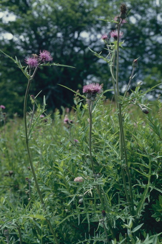 Cirsium oligophyllum — photo