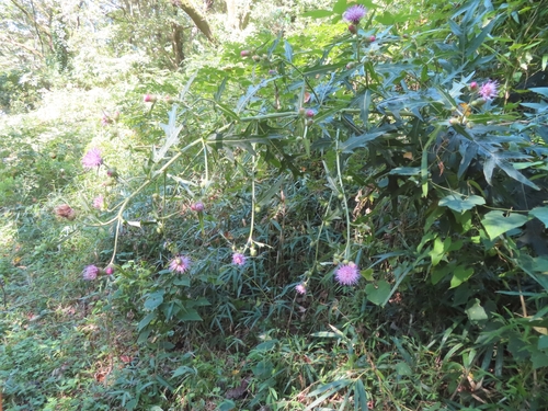 Cirsium oligophyllum — photo