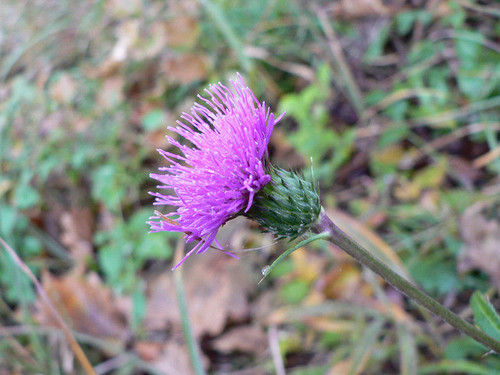 Cirsium oligophyllum