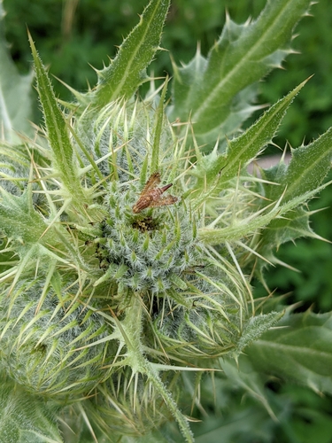 Cirsium pallidum (Pale thistle) — photo