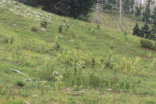 Cirsium pallidum (Pale thistle) — photo