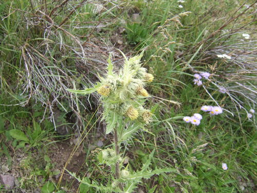 Cirsium pallidum