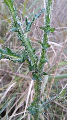 Cirsium palustre (Marsh thistle) — photo