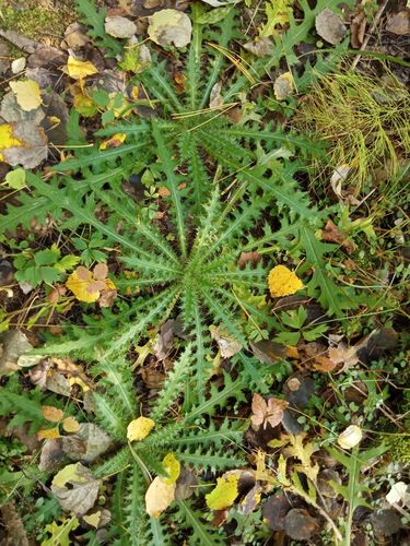 Cirsium palustre (Marsh thistle) — photo