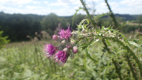 Cirsium palustre