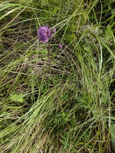 Cirsium pectinellum