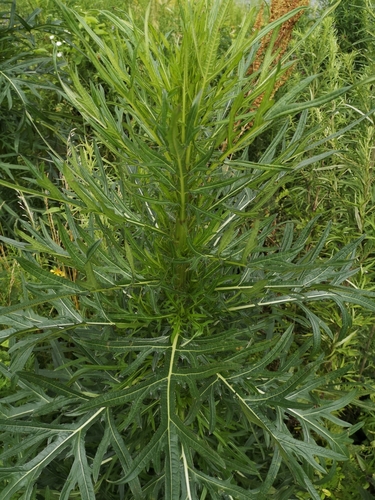 Cirsium pendulum — photo