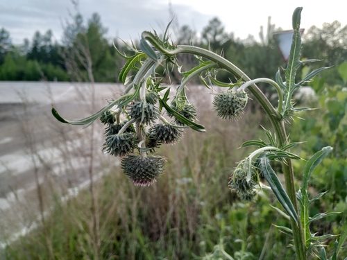 Cirsium pendulum — photo