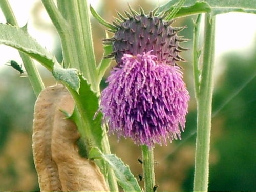 Cirsium pendulum