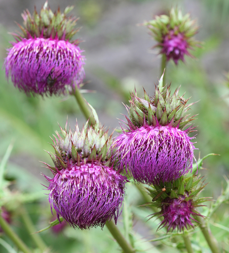 Cirsium purpuratum — photo
