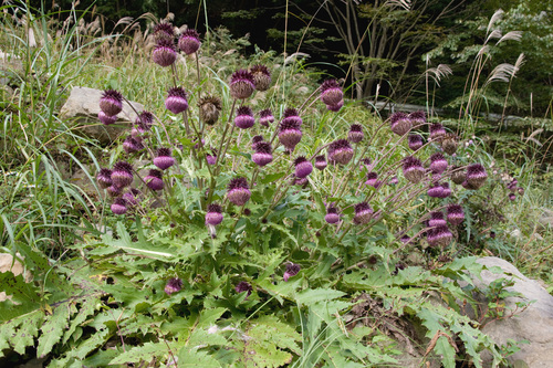Cirsium purpuratum
