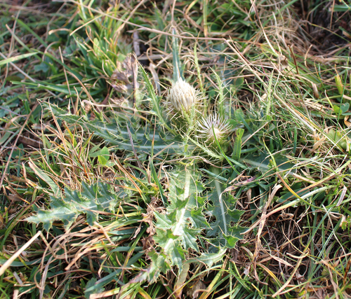Cirsium rhizocephalum — photo