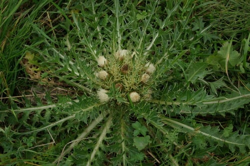 Cirsium rhizocephalum
