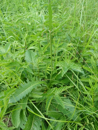 Cirsium rivulare (Meadow thistle) — photo