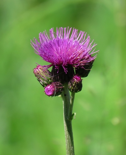 Cirsium rivulare (Meadow thistle) — photo