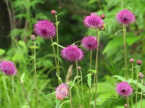 Cirsium schantarense — photo